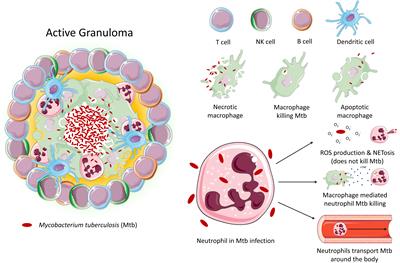 Frontiers | Defining The Role Of Neutrophils In The Lung During ...